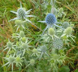 Eryngium planum bgiu.jpg