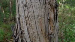 Eucalyptus pseudoglobulus bark.jpg