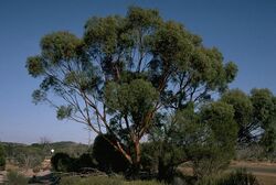 Eucalyptus sargentii.jpg