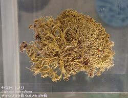 Evernia esorediosa - National Museum of Nature and Science, Tokyo - DSC07584.JPG