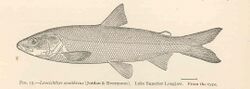 FMIB 42882 Leucichthys zenithicus (Jordan & Evermann) Lake Superior Longjaw From the type.jpeg
