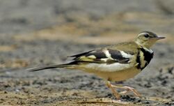 Forest wagtail.jpg