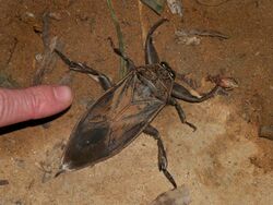 Giant water bug (Belostomatidae), Vohimana reserve, Madagascar (13569458513).jpg