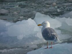 Glacous Gull on ice.jpg