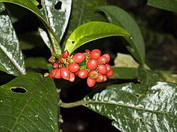 Gnetum sp. in CostaRica-bis.jpg