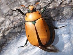 Grapevine beetle x.jpg