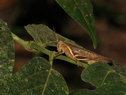 Grasshopper - Flickr - treegrow.jpg