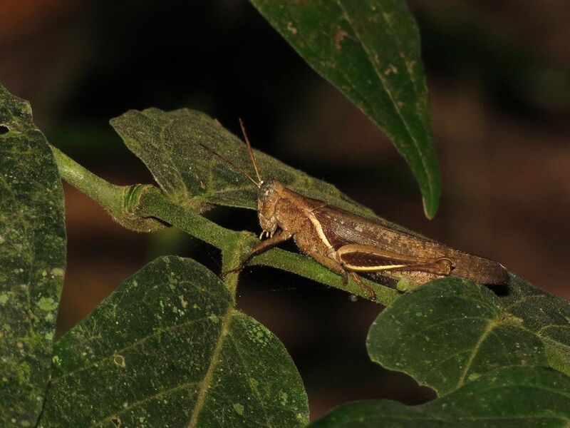 File:Grasshopper - Flickr - treegrow.jpg