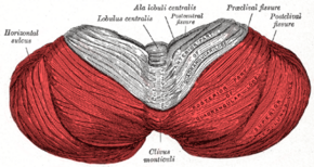 Gray702 posterior lobe of cerebellum.png