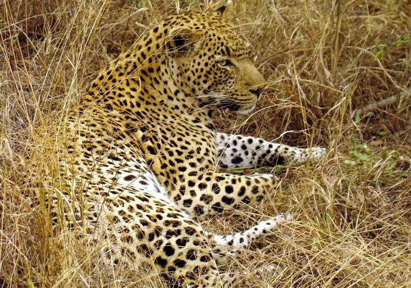 File:Great male Leopard in South Afrika-JD.JPG