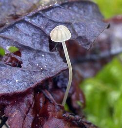 Grohette (Mycena guldeniana).jpg