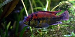 Haplochromis aeneocolor.jpg