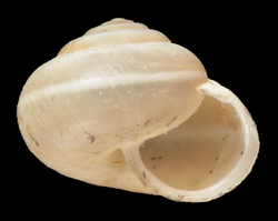 Harmozica ravergiensis shell.png