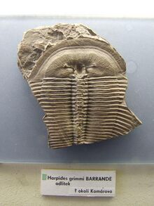 Harpides grimmi Palaeontological exhibition Prague.jpg