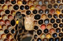 Honeybee polen.JPG