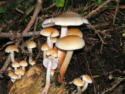 Hypholoma capnoides.jpg