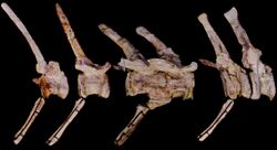 Six tail vertebrae and accompanying chevrons from the tail of a spinosaur on a black background