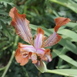 Iris stolonifera-IMG 2185.jpg