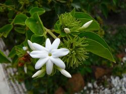 Udupi Jasmine (Jasminum grandiflorum)