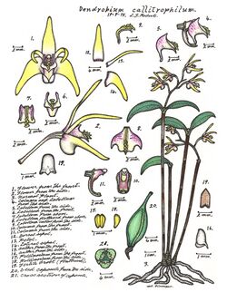 LR021 72dpi Dendrobium callitrophilum.jpg