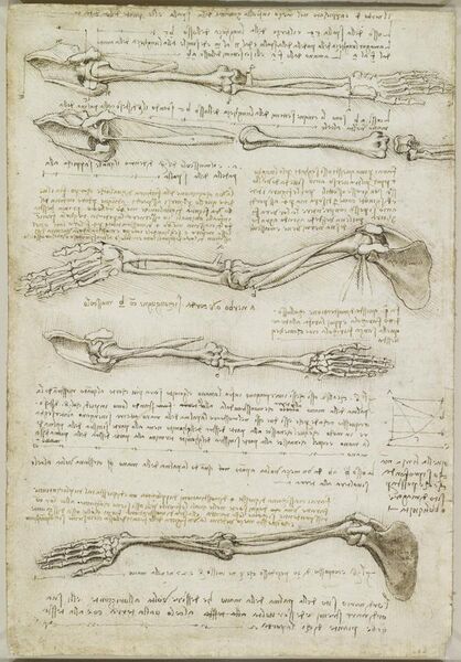 File:Leonardo da Vinci - RCIN 919000, Verso The bones and muscles of the arm c.1510-11.jpg