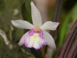 Leptotes pauloensis 022.jpg