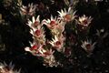 Leucadendron procerum 15927791.jpg