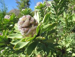 Leucadendron pubescens female Flipphi 4.jpg