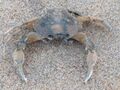 Liocarcinus vernalis 106974240.jpg