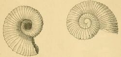 Liotella pulcherrima 001.jpg