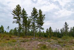 Logging in the Superior National Forest, Arrowhead Region, Minnesota (30952001788).jpg