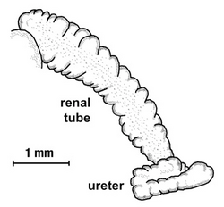 Lymnaea meridensis excretory system.png