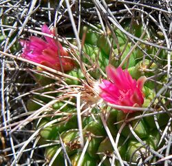 Mammillaria compressa 2.jpg