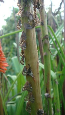 Many Scolypopa australis on Kniphofia uvaria.jpg