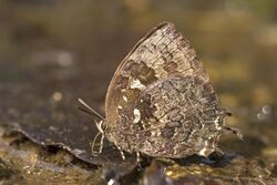 Many tailed oakblue from siruvani IMG 3850.jpg