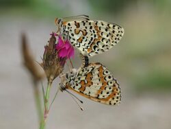 Melitaea didyma2 RF.jpg