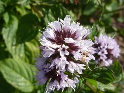 Mentha x piperita var. citrata 'Eau de Cologne Mint' (Labatae) flower.JPG