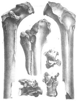 Mesembriornis bones.png
