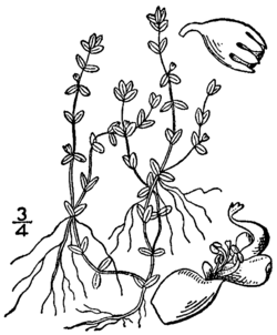 Micranthemum micranthemoides BB-1913.png