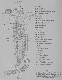 Microcotyle centropristis (Microcotylidae) in MacCallum 1915 Notes on the genus Microcotyle.png