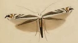 Micrurapteryx kollariella ill.JPG