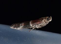 Moodna ostrinella - Darker Moodna Moth (14333044805).jpg