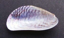 Musculista senhousia (Asian mussel) inside.JPG