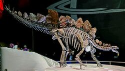 Natural History Museum, London Stegosaurus.jpg