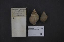 Naturalis Biodiversity Center - RMNH.MOL.202873 - Buccinum fragile Sars, 1878 - Buccinidae - Mollusc shell.jpeg