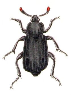 Necrodes.littoralis.female.-.calwer.09.15.jpg