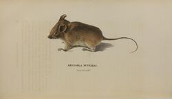 Ochrotomys nuttalli 1835 harlan Medical and physical researches.jpg