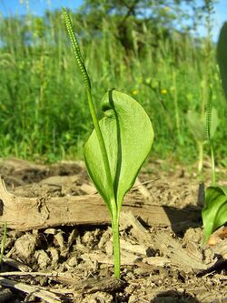 Ophioglossum vulgatum Saarland 01.jpg