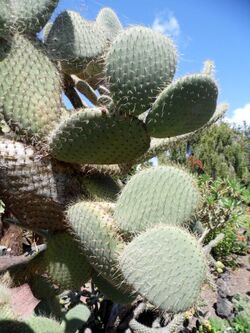 Opuntia hyptiacantha kz2.JPG