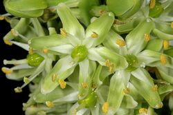 Ornithogalum xanthochlorum 1DS-II 2-0781.jpg